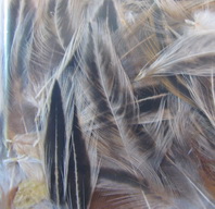 ������� ����� �� ������� (��������� ������) Hen Cape feathers  ������